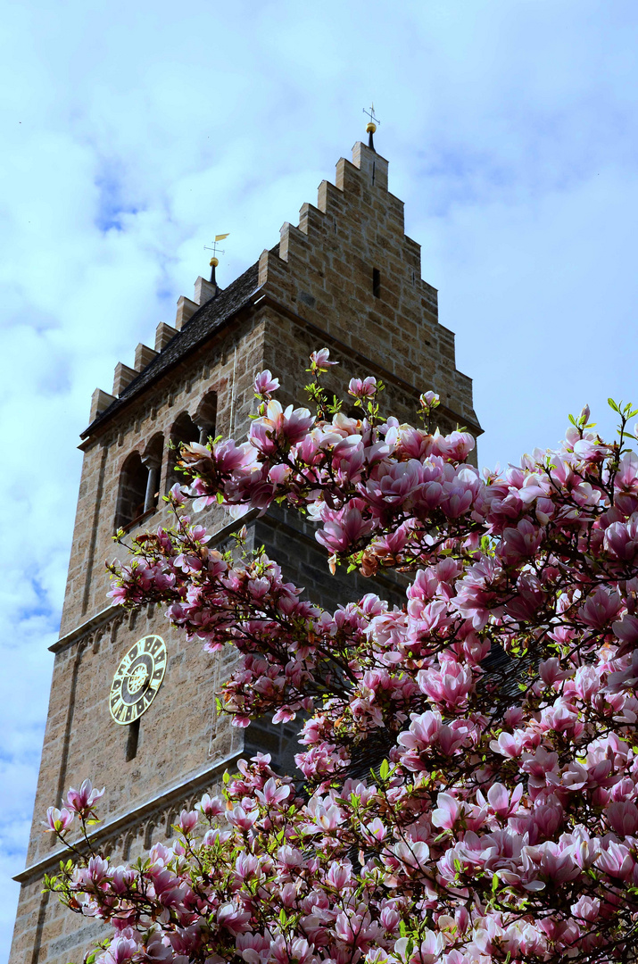 Magnolienbüten vor dem Zell am Seer Kirchturm