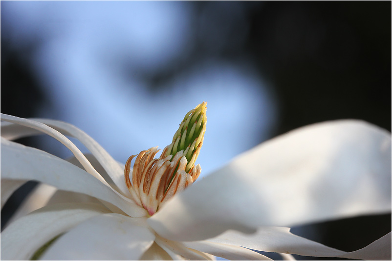 Magnoliendetail