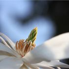 Magnoliendetail