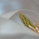 Magnoliendetail