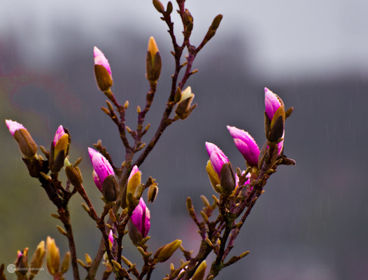 Magnoliendusche