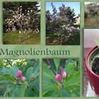 Magnolienentwicklung