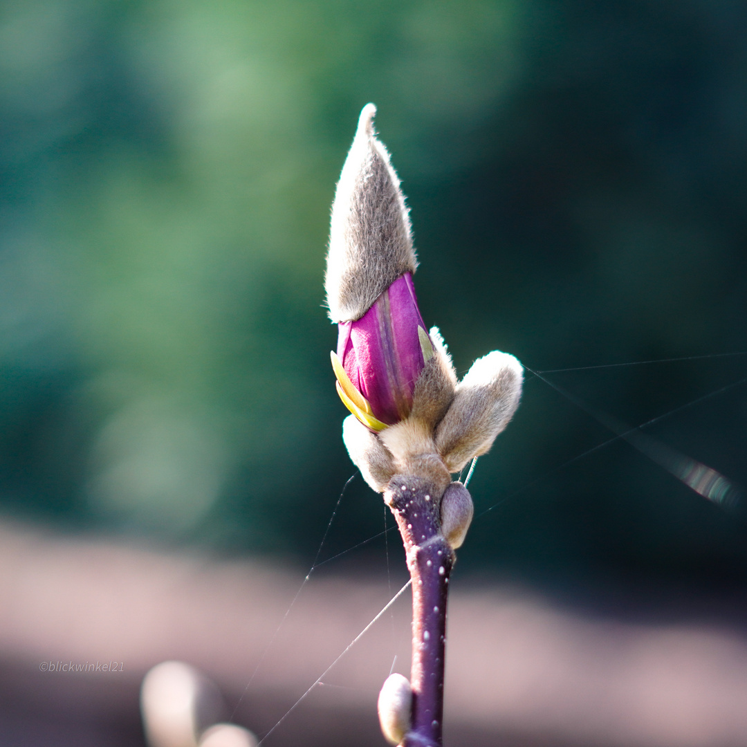 Magnolienfreitag #01