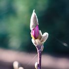 Magnolienfreitag #01