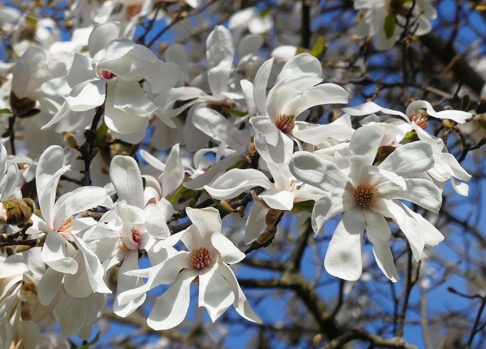 Magnolienfreuden