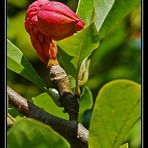 Magnolienfrucht