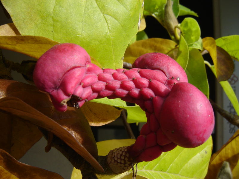 Magnolienfrucht im Oktober