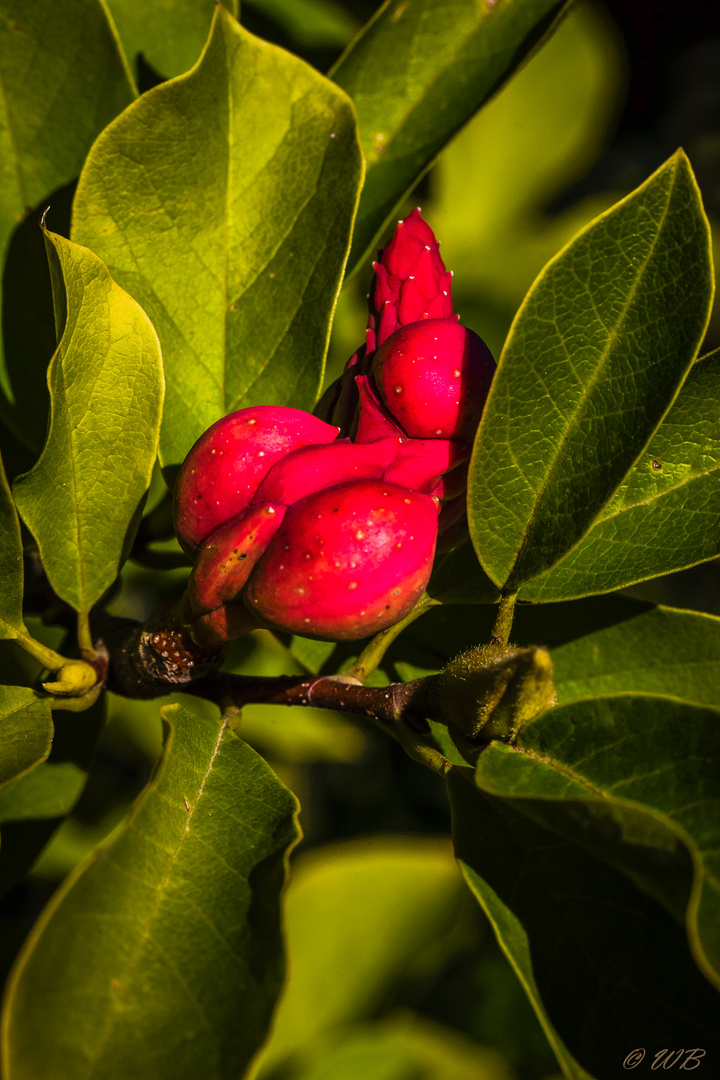 - Magnolienfruchtstand der TulpenMagnolie (Rustica Rubra) -