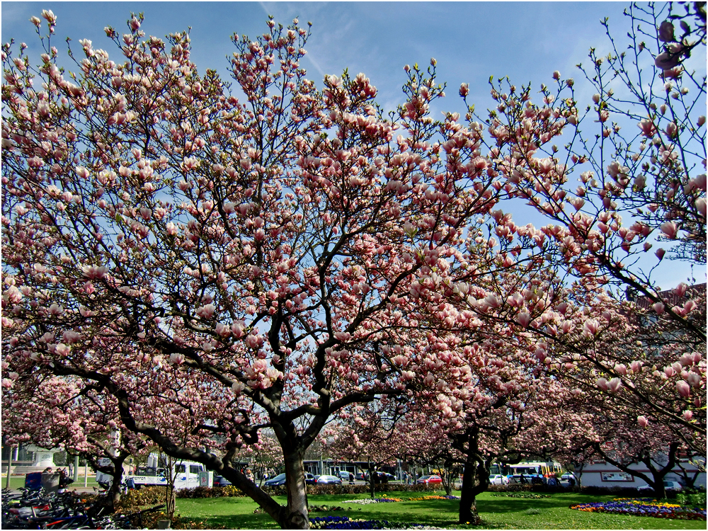 Magnolienfrühling