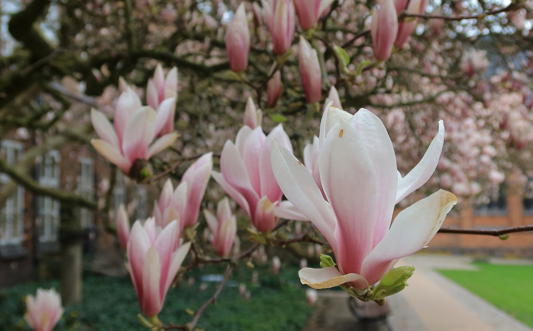 "Magnoliengarten"