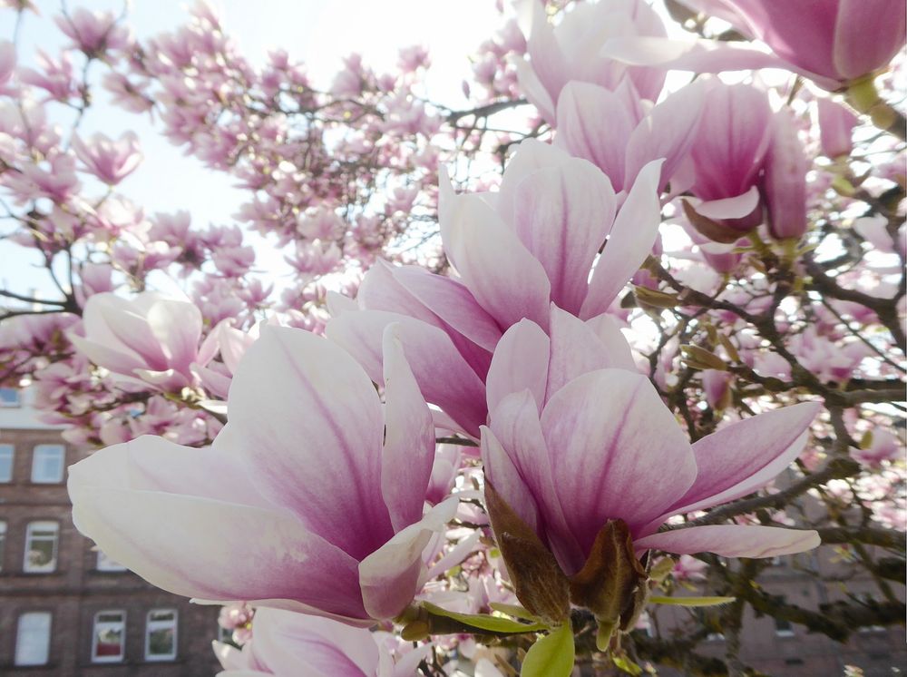 Magnoliengarten Aschaffenburg 2022 an Straße