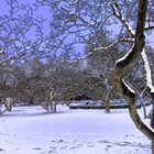 Magnoliengarten im Winter