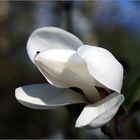 Magnoliengast