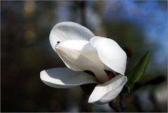 Magnoliengast