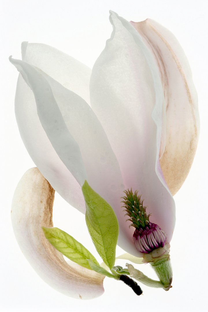 Magnoliengewächs