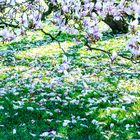 magnoliengrüße