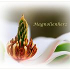 Magnolienherz