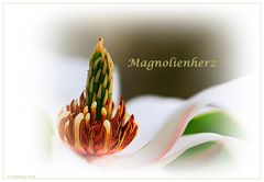 Magnolienherz