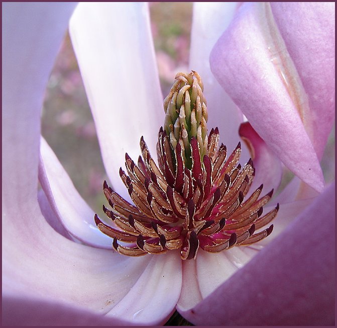 "Magnolienherz"