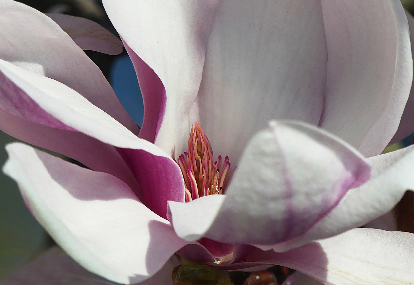 Magnolienherz