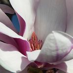 Magnolienherz