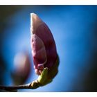 Magnolienknospe