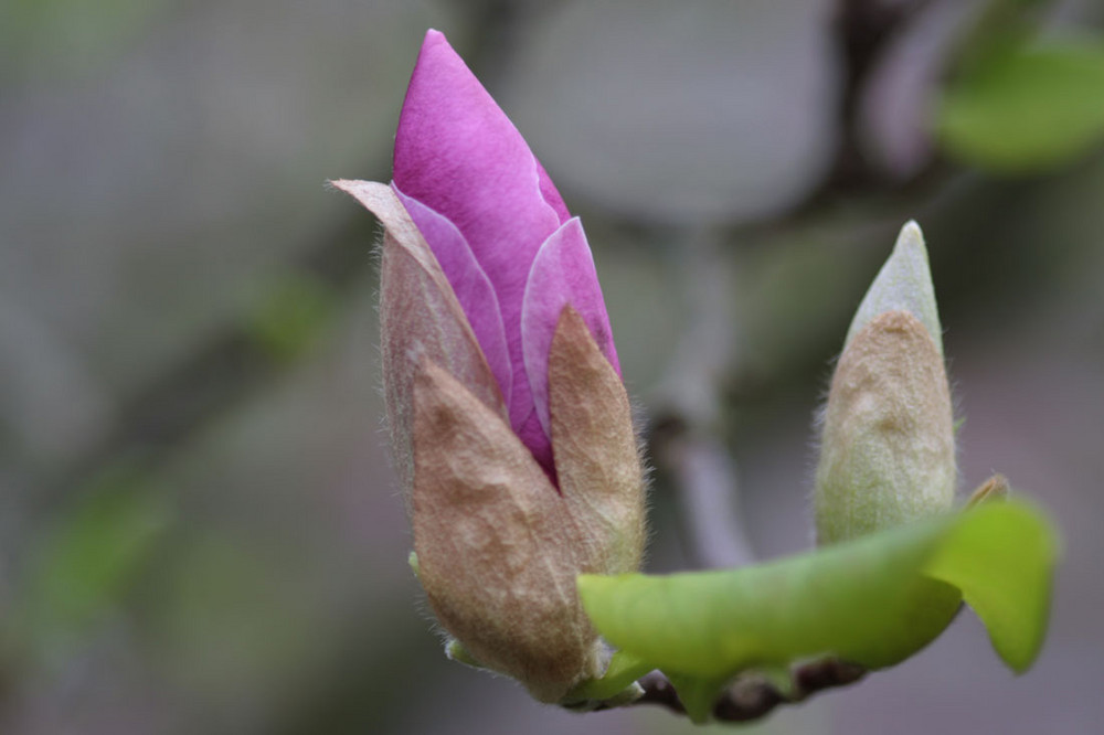 magnolienknospe