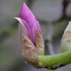 magnolienknospe