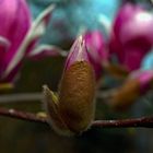 Magnolienknospe