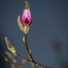 Magnolienknospe