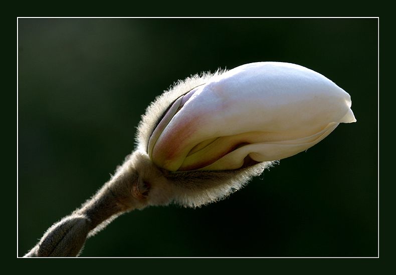 Magnolienknospe