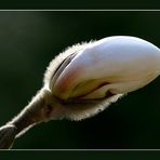 Magnolienknospe