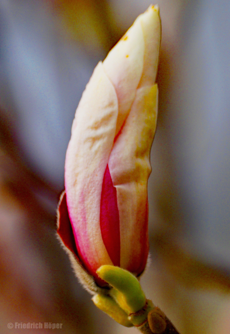 Magnolienknospe