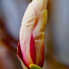 Magnolienknospe