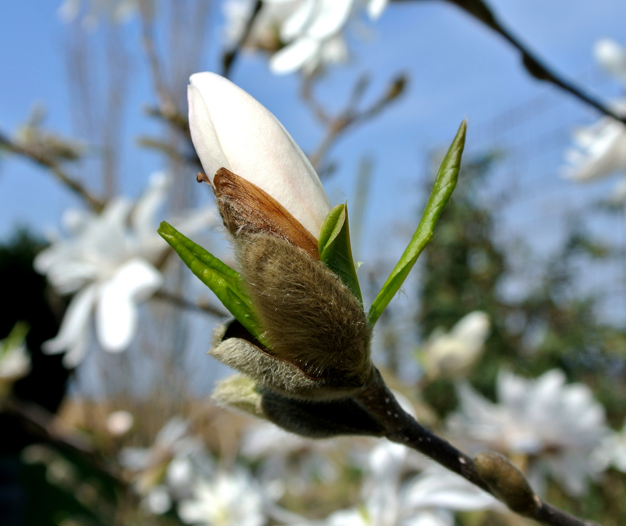 Magnolienknospe