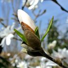 Magnolienknospe