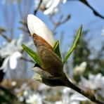 Magnolienknospe