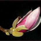 Magnolienknospe