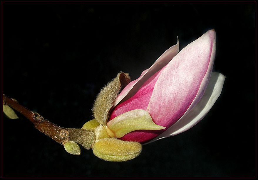 Magnolienknospe