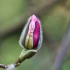 Magnolienknospe