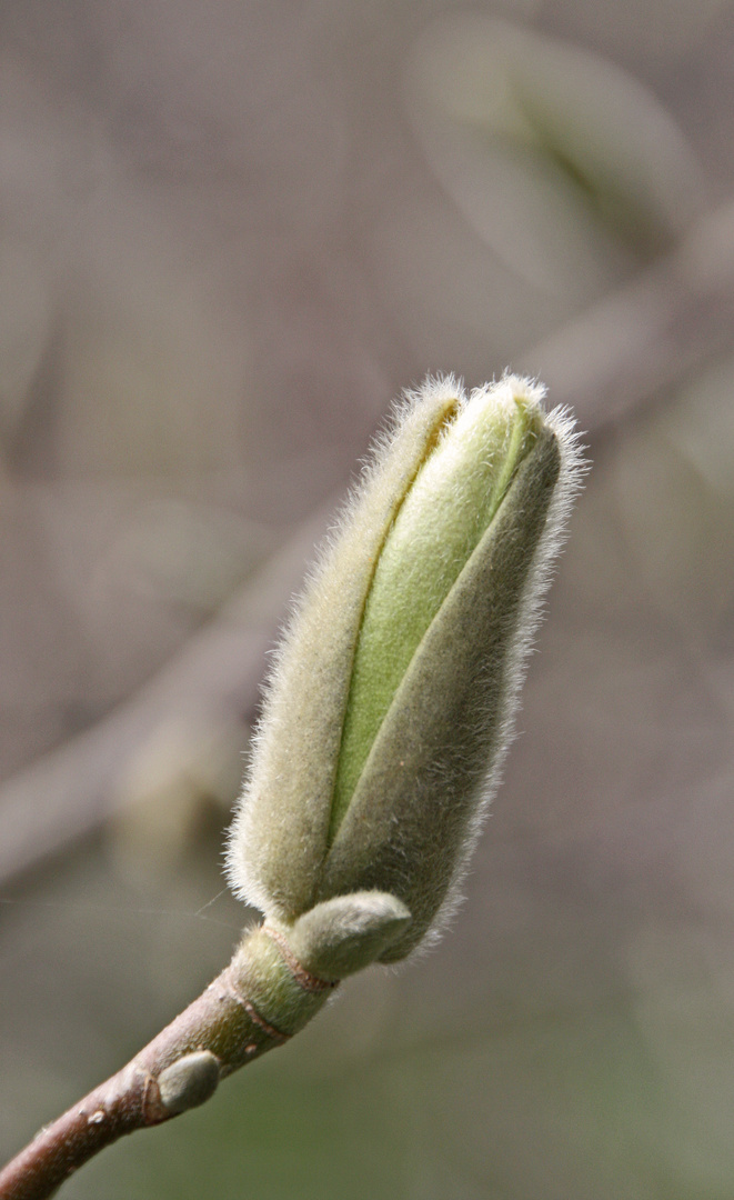 Magnolienknospe