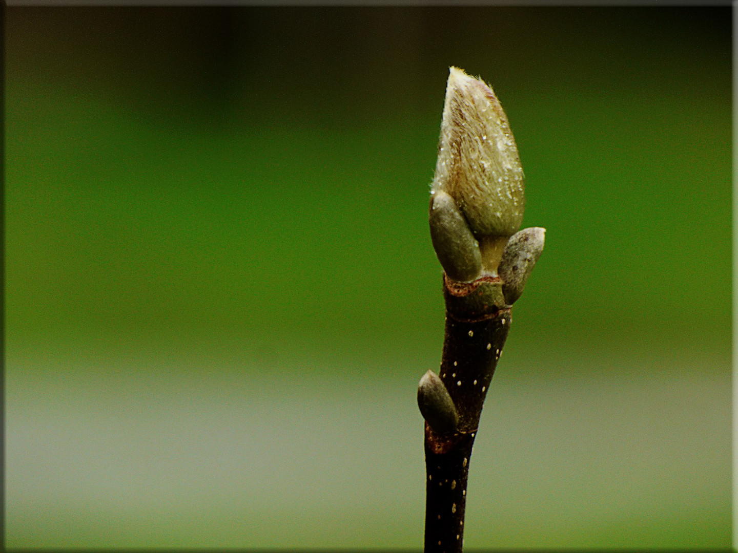 Magnolienknospe