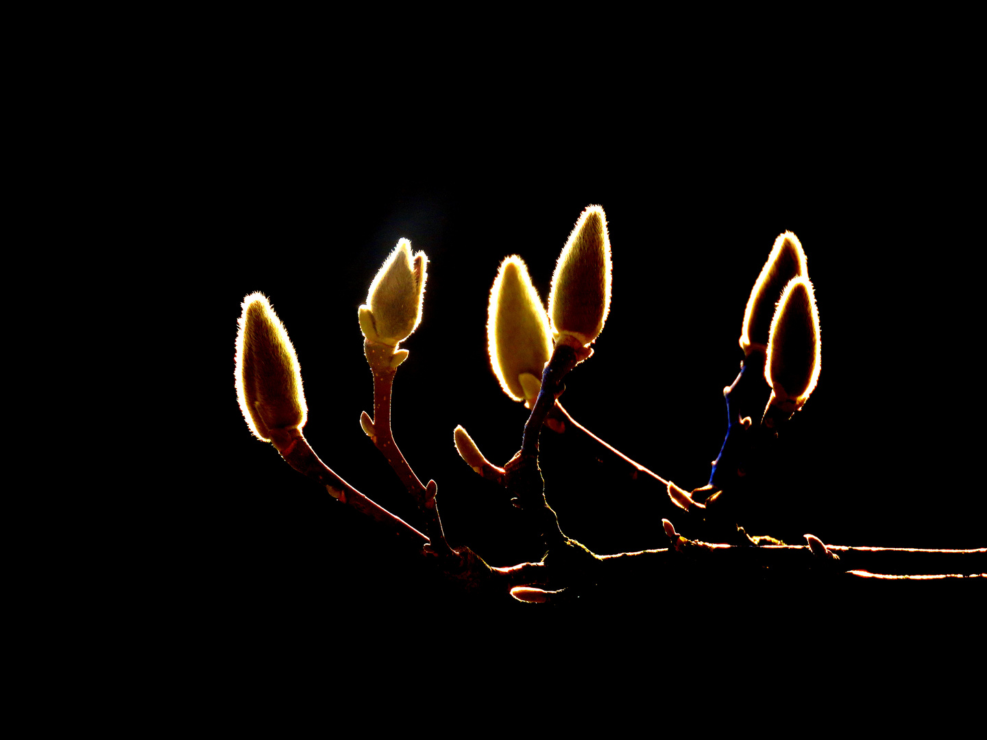 Magnolienknospe im Gegenlicht