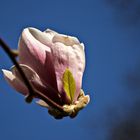 Magnolienknospe im Park