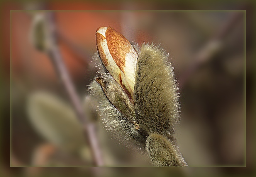 Magnolienknospe im Pelz