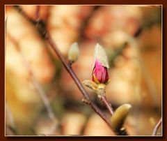 Magnolienknospe mit Hut