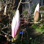 Magnolienknospen