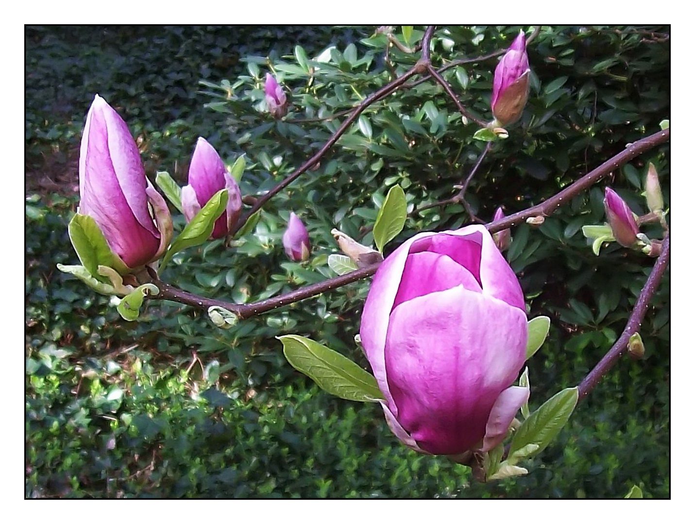 Magnolienknospen