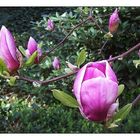 Magnolienknospen