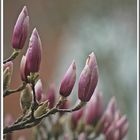 Magnolienknospen